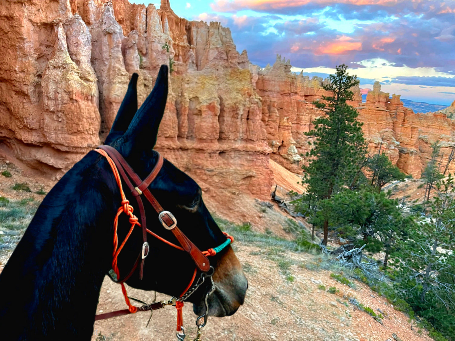 Mule standing in front of Bryce Canyon with red rock formations and trees.